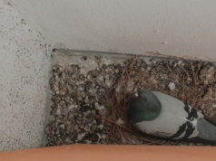 Z balkonu potrafią zrobić koszmar. Te sposoby naprawdę skutecznie odstraszają gołębie