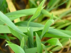 T1 w pszenicy: od jakiej temperatury można wykonać zabieg?