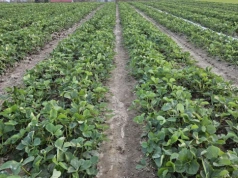 Choroby grzybowe truskawek pod osłonami – jak skutecznie chronić uprawę