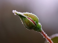 Przymrozki uderzą w województwo lubelskie. Nocne spadki temperatur zagrożeniem dla roślin