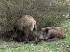 Mają dla Trzaskowskiego kilka postulatów w sprawie dzików. Zaplanowali pikietę pod ratuszem