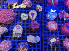 Przemyt gigantycznej rafy udaremniony. 1000 żywych koralowców uratowanych