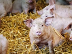 Gigant zamyka wielką fermę świń. Śledztwa ujawniły horror