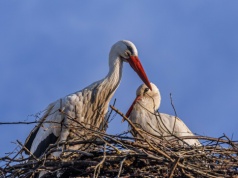 Bociany nie odlatują już do Afryki? Eksperci wskazują konkretny powód