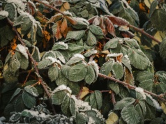 IMGW ostrzega przed przymrozkami w całym kraju