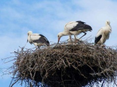 Jak migrują bociany? Polscy naukowcy stworzyli przełomowy system monitoringu