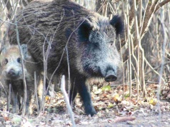Coraz więcej dzików na terenach ogródków działkowych. Jest apel rzeczniczki ds. zwierząt