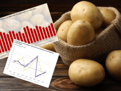 Ziemniaczany kryzys w Polsce. Warzywo gnije w magazynach