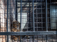 Rusza proces w sprawie nielegalnego posiadania dzikich zwierząt