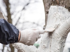 Kora drzew pęka mimo bielenia? Tak je opatrzysz i odżywisz