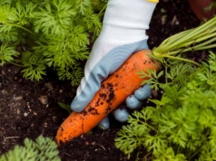 Mało kto zwraca na to uwagę przy sadzeniu marchwi. Przez to korzenie rosną krzywe i słabe