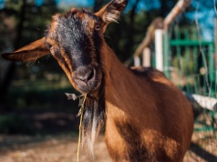 Bez zgłoszenia nie sprzedaż. Nowe przepisy uderzają w hodowców