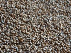 Ceny zbóż w skupach na początku kwietnia 2026. Rzepak mocno w dół, pszenica stabilna