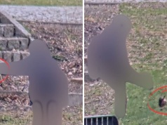 Nastoletni chłopcy znęcali się nad jeżem w łódzkim parku. Zwierzę nie przeżyło