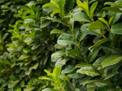 Koniec z nudnymi tujami. Te rośliny stworzą gęsty żywopłot na lata