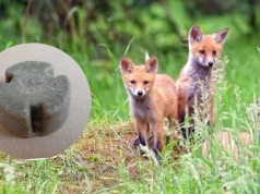 Niebawem ruszy wiosenna akcja szczepienia lisów