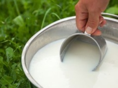 Wygląda jak zwykłe mleko. Ma więcej witamin niż krowie i wspomaga kontrolę cukru