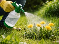 Chwasty? Wypal je tym domowym roztworem. Działa lepiej niż Roundup