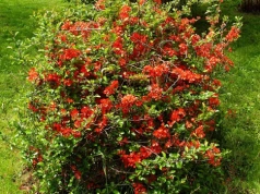 Najpierw wygląda jak płomień, potem pachnie jak cytrusy. Ten krzew wraca do łask