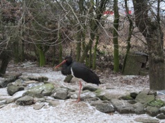 Ptasi Azyl uratowany? Jest światełko w tunelu