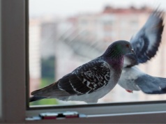 Gołębie już nie wrócą na balkon. Wystarczy jeden sprytny patent. Nie chodzi o siatki