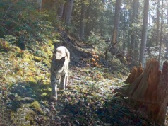 Na co dzień kryją się w leśnych ostępach. Fotopułapka zarejestrowała „ducha puszczy”