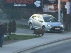 Dziki wchodzą do miasta. Groźny incydent w Świeradowie-Zdroju