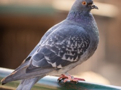 Gołębie znów wróciły na balkon? Sprawdziłam, co wolno zrobić – i czego absolutnie nie