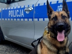 Wagat pilnuje Głubczyc. Nowy pies w służbie
