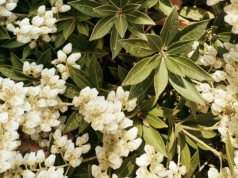 Posadziłam raz i nie wracam do hortensji. Poznaj krzew, który kwitnie zawsze i wszędzie