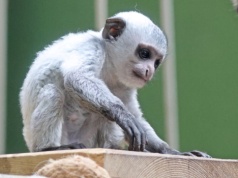 Uroczy „bałwanek” pojawił się wiosną w gdańskim zoo. Rodzice go rozpuszczają