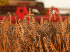 Polska nadal wśród zbożowych unijnych potęg. Ceny zbóż w poświątecznym tygodniu
