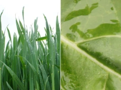 Pryskasz, ale czy to działa? Tak roślina pobiera nawóz przez liście