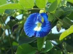 Magiczny kwiat z Indii robi furorę. Mówią o nich "niebieskie wróżki"