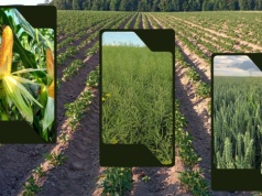 Nowa substancja ułatwi i poprawi zwalczanie chwastów