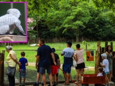 W gdańskim zoo urodził się prawdziwy słodziak. "Wygląda jak mały, puszysty bałwanek"