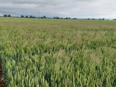 Działaj, zanim chwasty przejmą pole