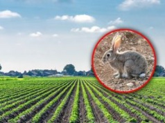 Króliki sieją spustoszenie. Rolnicy spod Montpellier są bezradni