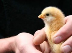 Skontrolowali 106 ferm drobiu. Aż 86 nie miało wymaganych pozwoleń