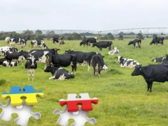 160 euro do krowy dla Ukrainy? Rolnicy: najpierw pomóżcie nam