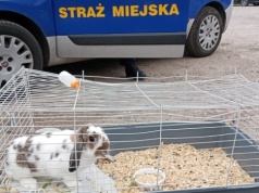 Marcyś to nie koniec. Kolejny porzucony królik w Krakowie