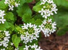 Rośnie wszędzie i pachnie czosnkiem. Polacy ignorują, a to prawdziwy hit
