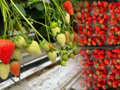 Jakie ceny pierwszych polskich truskawek? Przewaga nad importem maleje (10.04.2026)