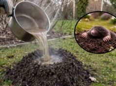 Wlej to do kopca, a kret ucieknie. Najprostsza metoda na świecie