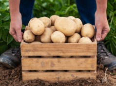 Kryzys na rynku ziemniaków. Są pierwsze decyzje resortu rolnictwa