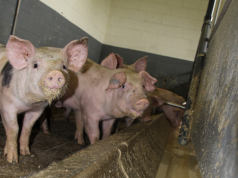 Świń mało, ceny w górę nawet o 20 gr. Sprawdź, ile dziś płacą zakłady