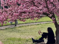 Ależ tu pięknie! Aleja sakur rozkwitła we Wrocławiu