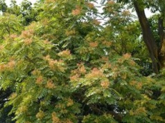 Zakazane drzewo w Polsce. Nawet milion zł kary