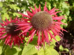 Kwitnie całe lato i odstrasza kleszcze. Ta roślina wraca do łask