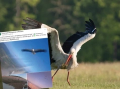 Umieścili na bocianach miniaturowe plecaki. Przełomowe badania Polaków